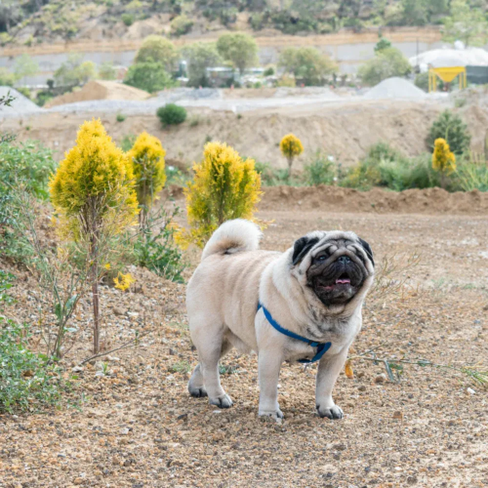 Pug 3.webp